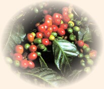 Pianta del Caff